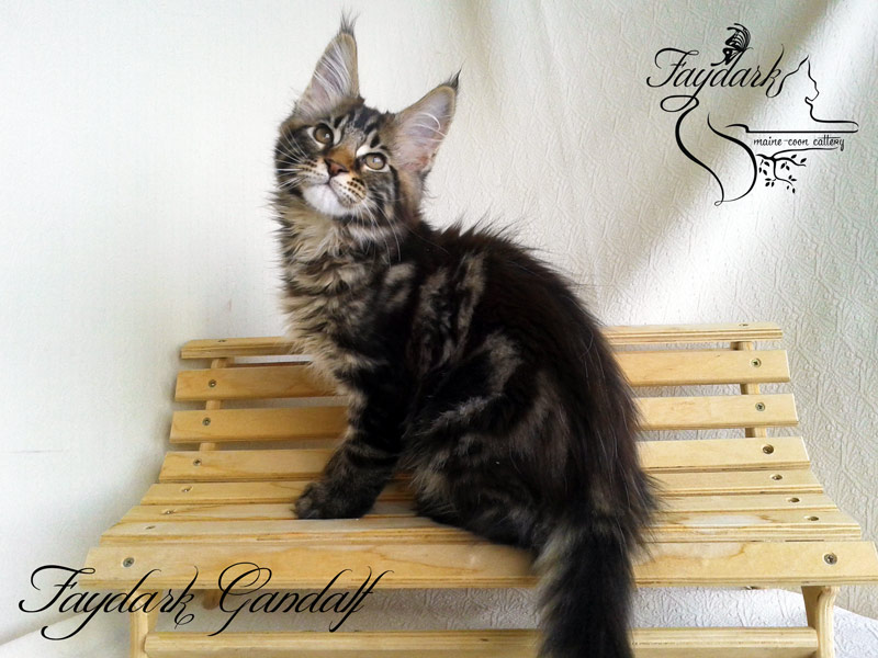 Faydark Gandalf - Kitten maine-coon 3 months