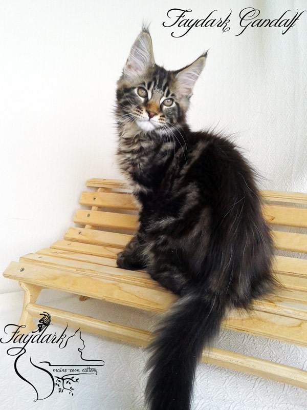 Faydark Gandalf - Kitten maine-coon 3 months