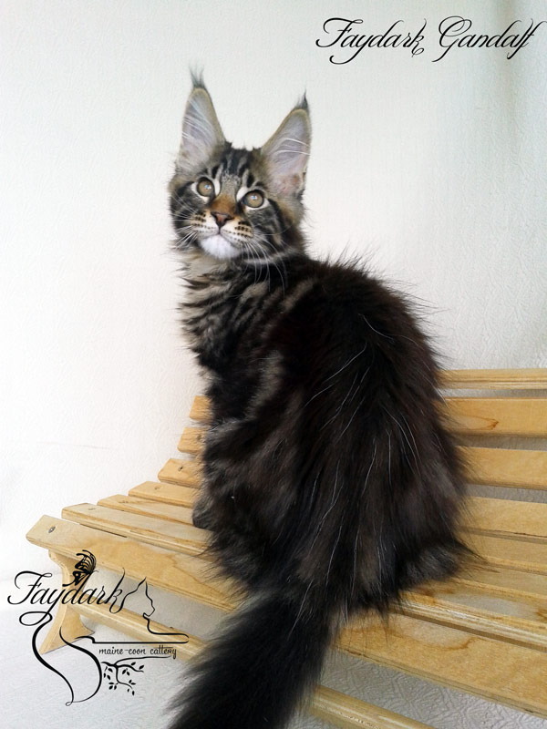 Faydark Gandalf - Kitten maine-coon 3 months