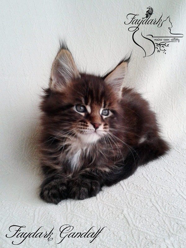 Faydark Gandalf - Kitten maine-coon 1 month 2 weeks