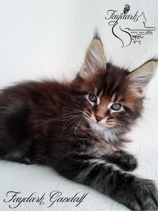 Faydark Gandalf - Kitten maine-coon 1 month 2 weeks