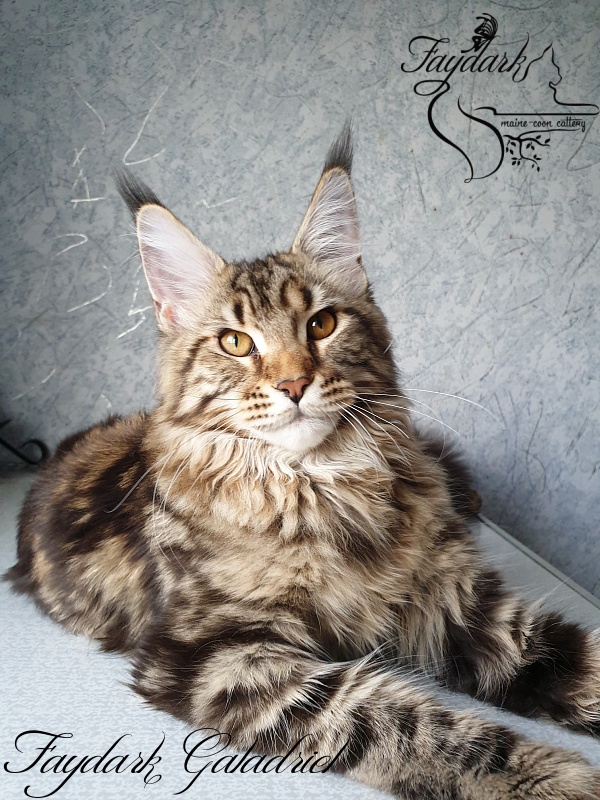 Faydark Galadriel - Kitten maine-coon 6 months 2 weeks
