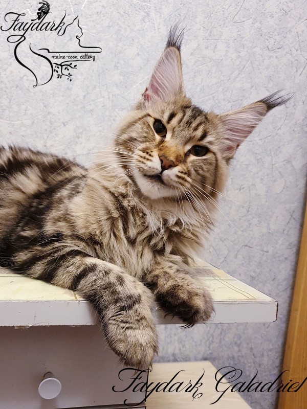 Faydark Galadriel - Adult maine-coon 10 months 3 weeks