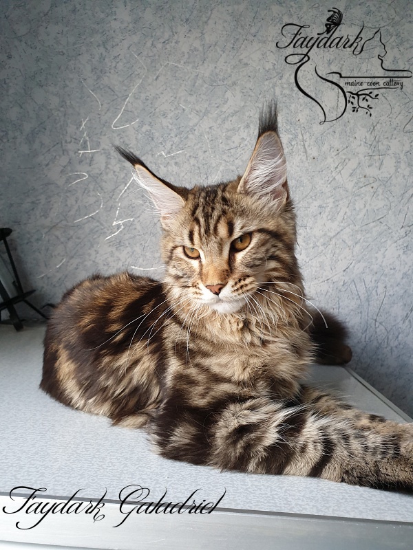 Faydark Galadriel - Kitten maine-coon 6 months 2 weeks