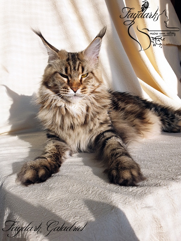 Faydark Galadriel - Adult maine-coon 2 years 10 months 0.5 weeks