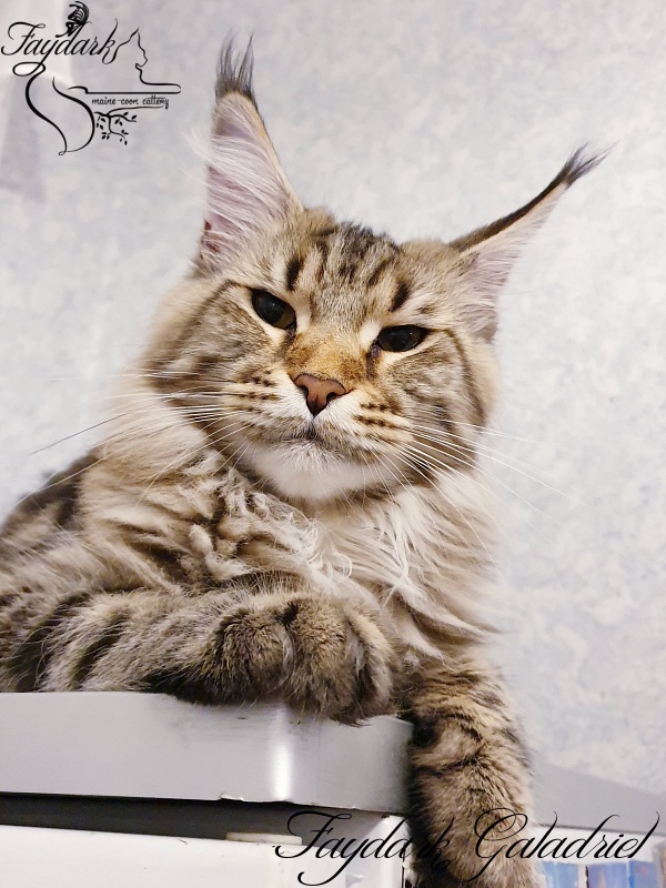 Faydark Galadriel - Adult maine-coon 10 months 3 weeks