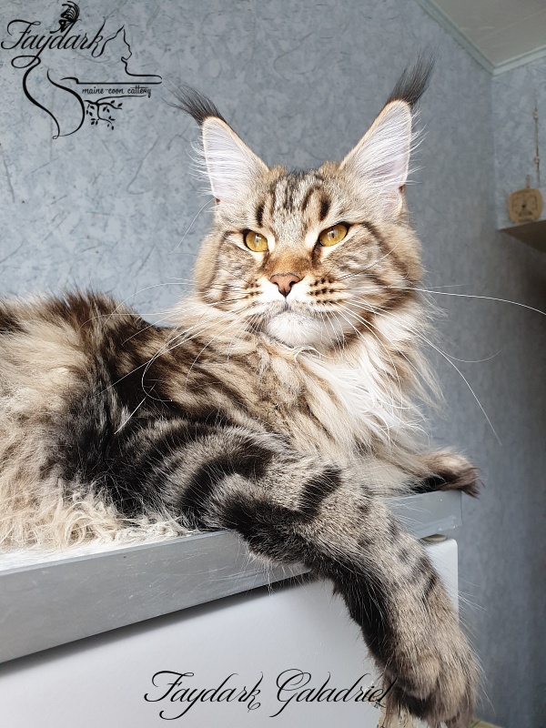 Faydark Galadriel - Adult maine-coon 1 year 1 month 0.5 weeks