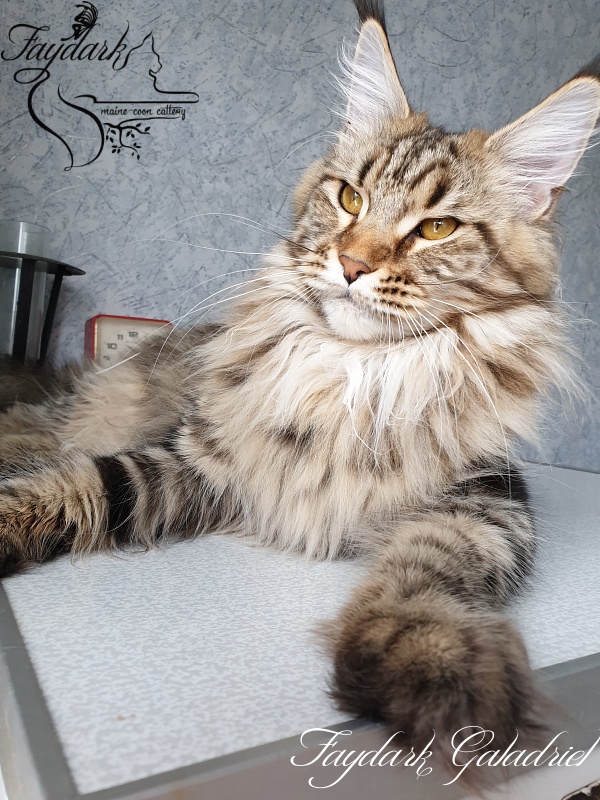 Faydark Galadriel - Adult maine-coon 1 year 1 month 0.5 weeks