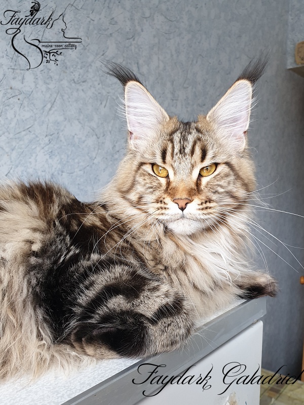 Faydark Galadriel - Adult maine-coon 1 year 1 month 0.5 weeks