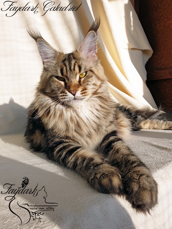 Faydark Galadriel - Adult maine-coon 2 years 10 months 0.5 weeks