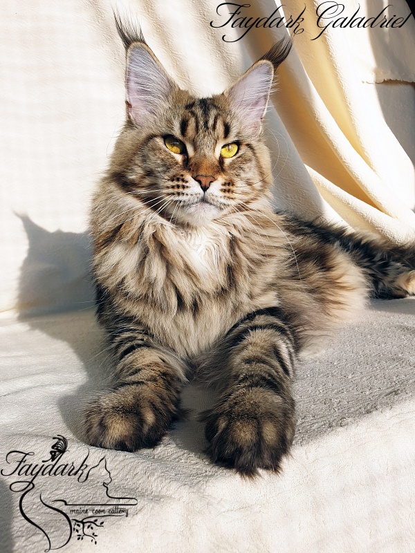 Faydark Galadriel - Adult maine-coon 2 years 10 months 0.5 weeks