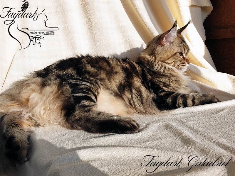 Faydark Galadriel - Adult maine-coon 2 years 10 months 0.5 weeks