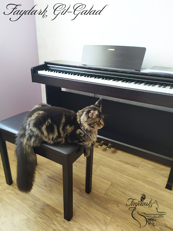 Faydark Gil-Galad - Kitten maine-coon 6 months