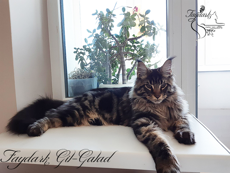 Faydark Gil-Galad - Kitten maine-coon 6 months