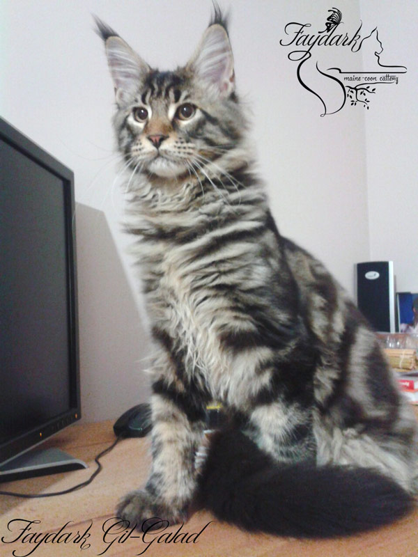 Faydark Gil-Galad - Kitten maine-coon 4 months 3 weeks