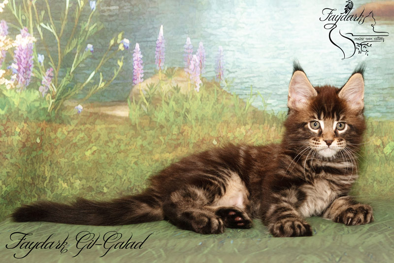 Faydark Gil-Galad - Kitten maine-coon 2 months