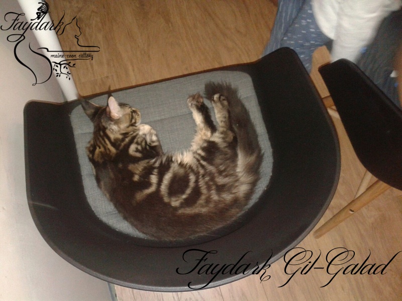 Faydark Gil-Galad - Kitten maine-coon 3 months 4 weeks