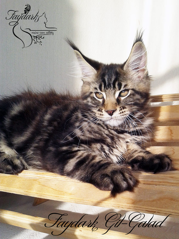 Faydark Gil-Galad - Kitten maine-coon 3 months
