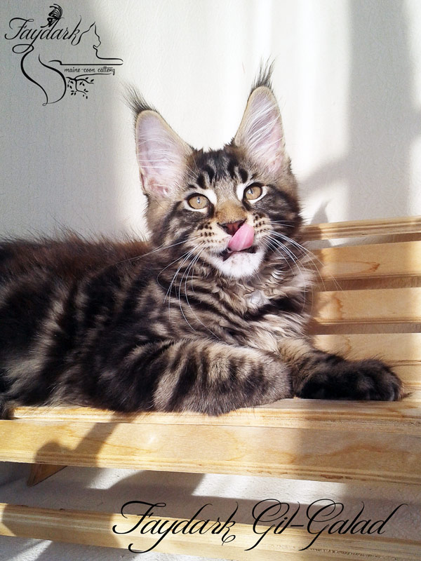 Faydark Gil-Galad - Kitten maine-coon 3 months