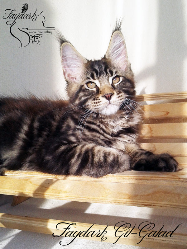 Faydark Gil-Galad - Kitten maine-coon 3 months