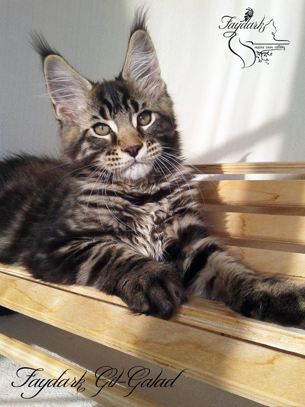 Faydark Gil-Galad - Kitten maine-coon 3 months