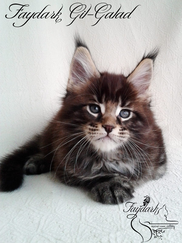 Faydark Gil-Galad - Kitten maine-coon 1 month 2 weeks