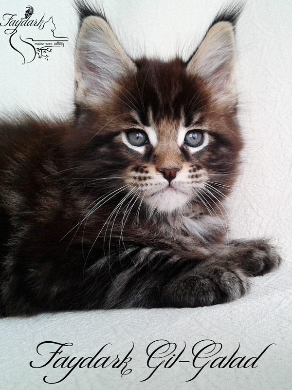 Faydark Gil-Galad - Kitten maine-coon 1 month 2 weeks