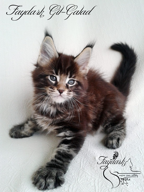 Faydark Gil-Galad - Kitten maine-coon 1 month 2 weeks