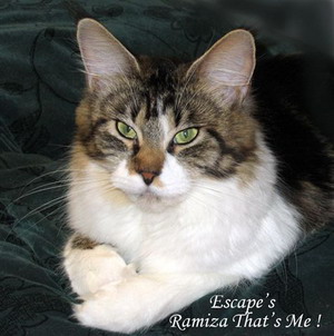 Escape's Ramiza that's Me! - Дорослий мейн-кун 1 рік 5 місяців 1,5 тиждень