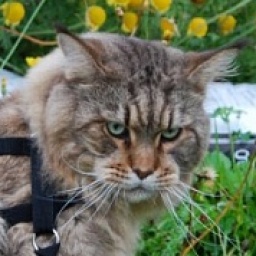 Hypercoons Terence