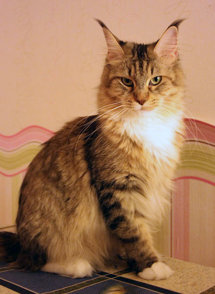 Catsvill County's Maria Antuanneta - мейн-кун