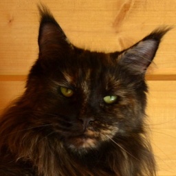 Cat's Castle Roxy