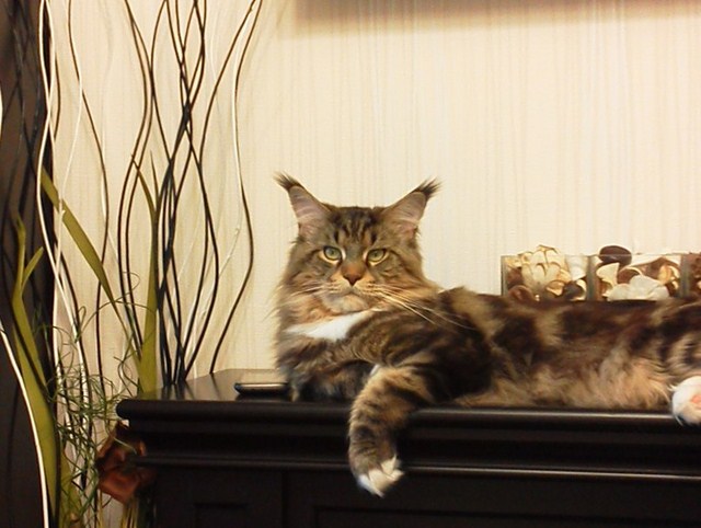 Catsvill County's Mozart - мейн-кун