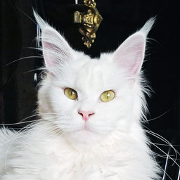 MakAlina Orinoco
