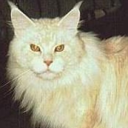 Kitty-Up Geronimo