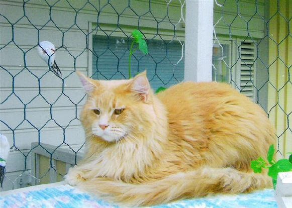 Lynxelot Quint - maine-coon