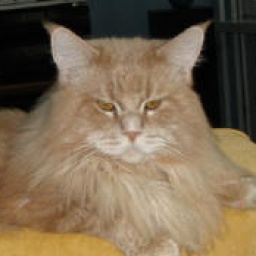 Lynxelot Quint