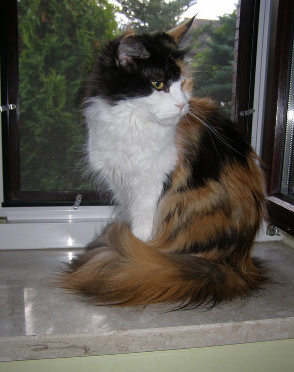 Escape's Witch Queen - maine-coon