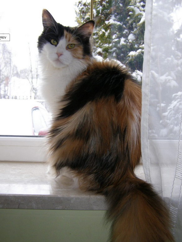Escape's Witch Queen - maine-coon