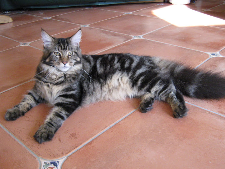 Escape's Indica - maine-coon