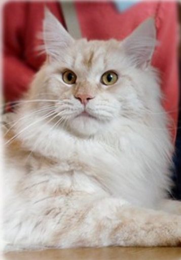 Cotek Mr. Japac - maine-coon