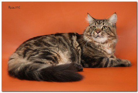Z'Triumfator Wiki-Black - maine-coon
