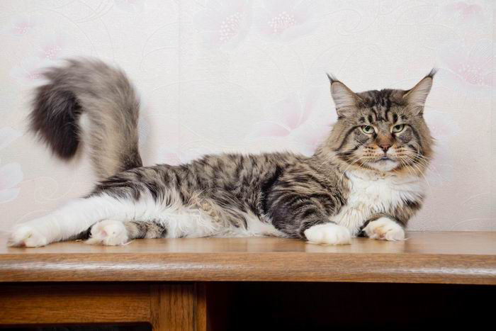 Bajuncat's Bocman - Дорослий мейн-кун 2 роки 8 місяців 3 тижні