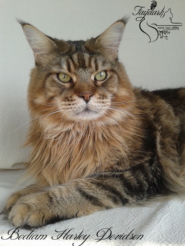 Bodiam Harley Devidson - Adult maine-coon 5 years