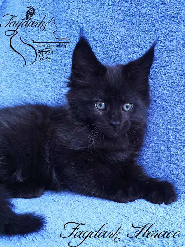 Faydark Horace - Kitten maine-coon 2 months