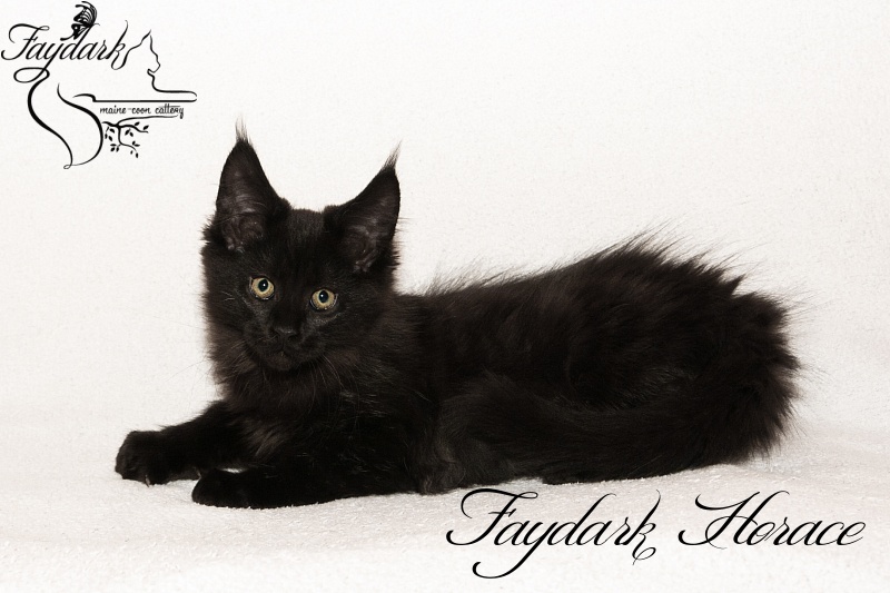 Faydark Horace - Kitten maine-coon 2 months 3 weeks