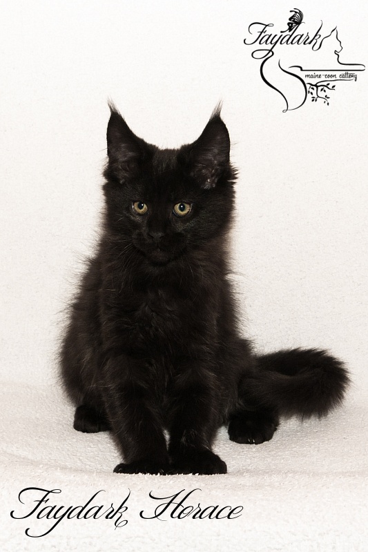Faydark Horace - Kitten maine-coon 2 months 3 weeks