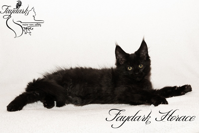 Faydark Horace - Kitten maine-coon 2 months 3 weeks