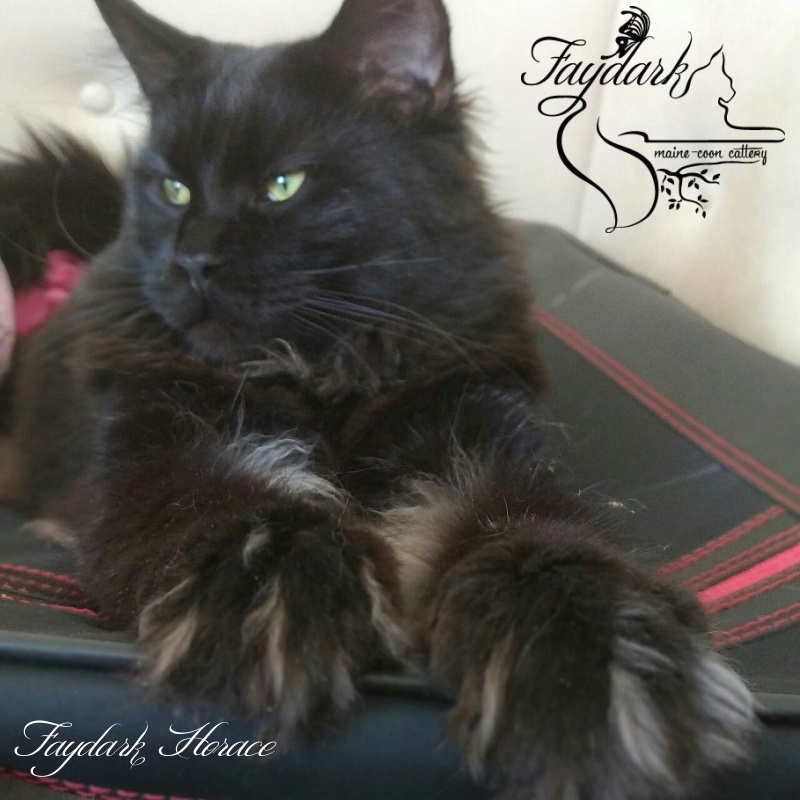 Faydark Horace - Adult maine-coon 1 year 2 months 2 weeks