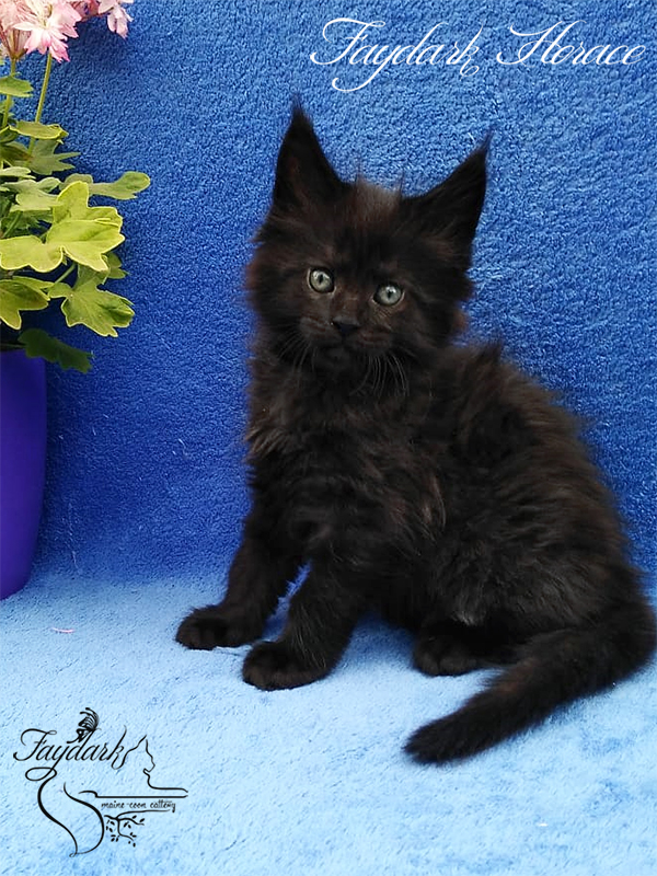 Faydark Horace - Kitten maine-coon 1 month 3 weeks